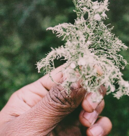 Pic Botanical Benefits-min